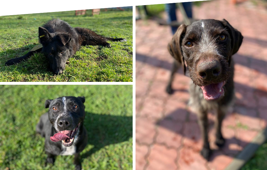 Собака Мія з Вінницького притулку знайшла нову родину