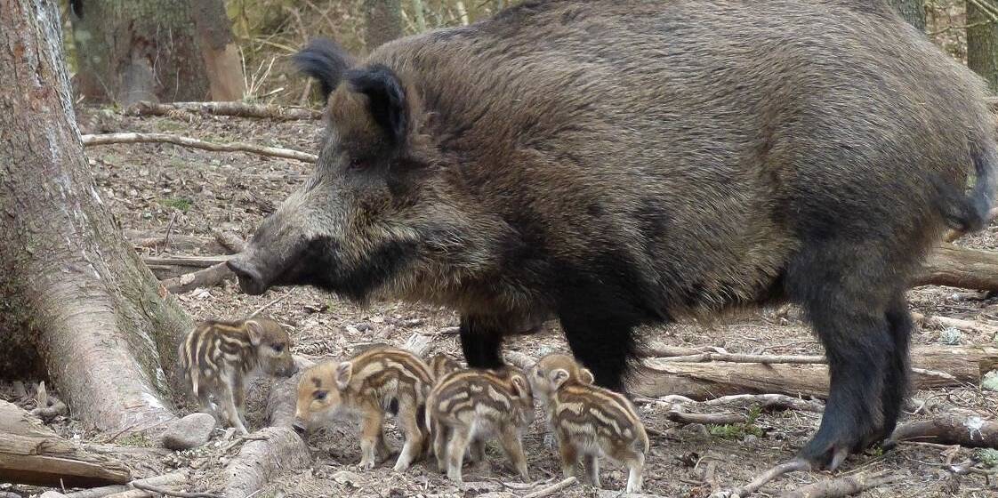 Африканську чуму свиней виявили на Вінниччині: запроваджено карантин