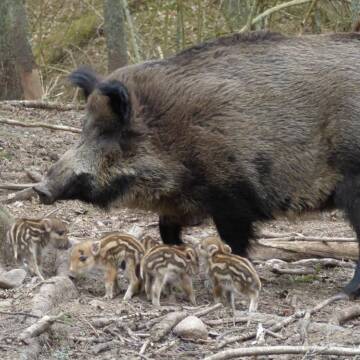 Африканську чуму свиней виявили на Вінниччині: запроваджено карантин