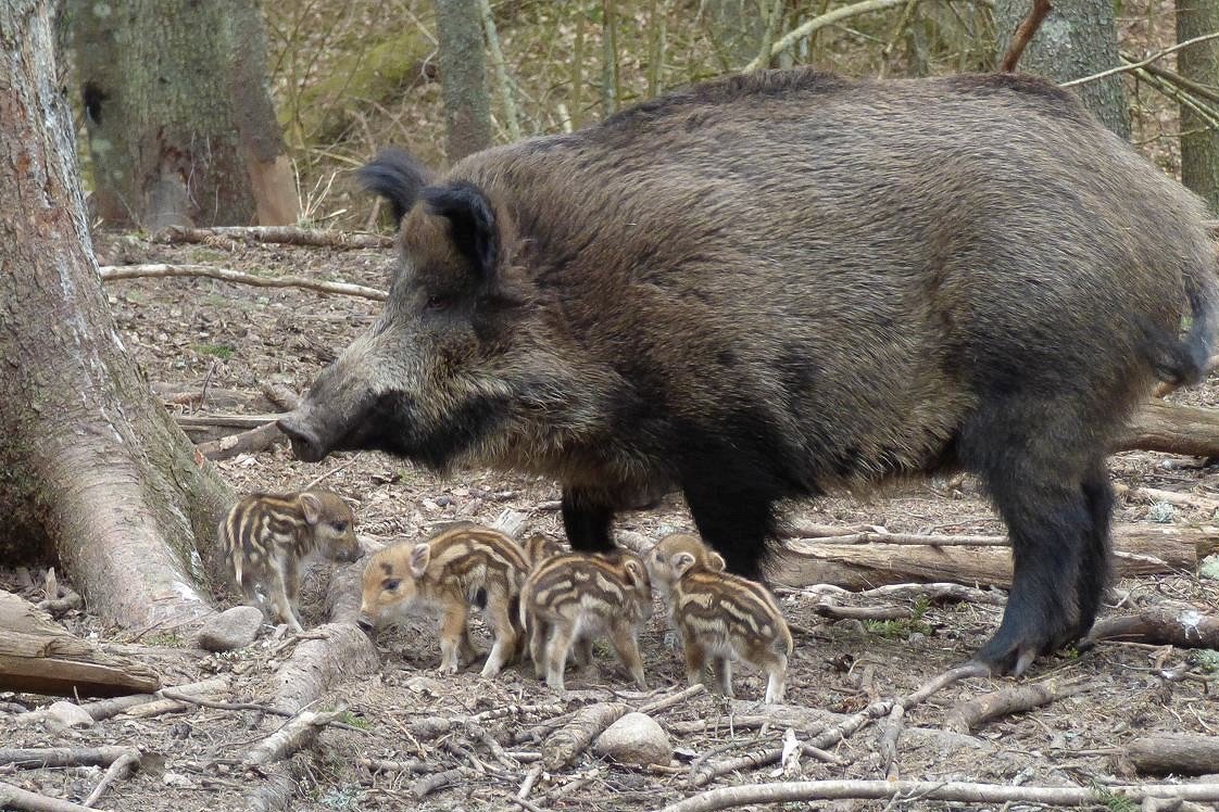 Африканську чуму свиней виявили на Вінниччині: запроваджено карантин