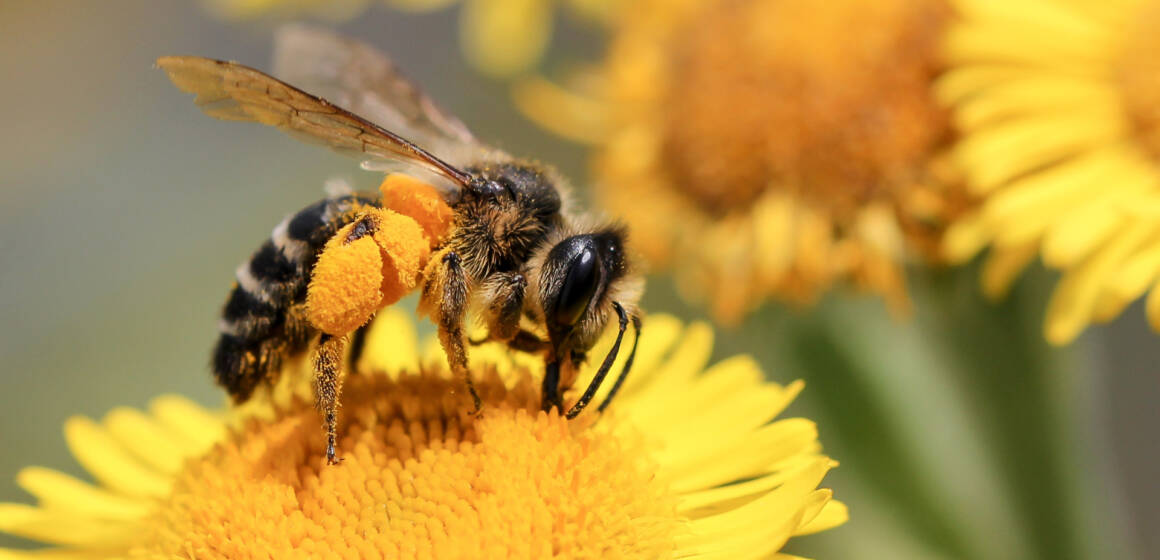 Зникнення бджіл може змінити планету: чим це загрожує