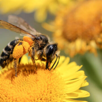 bee-yellow-flowers-2880x1800 Зникнення бджіл може змінити планету: чим це загрожує