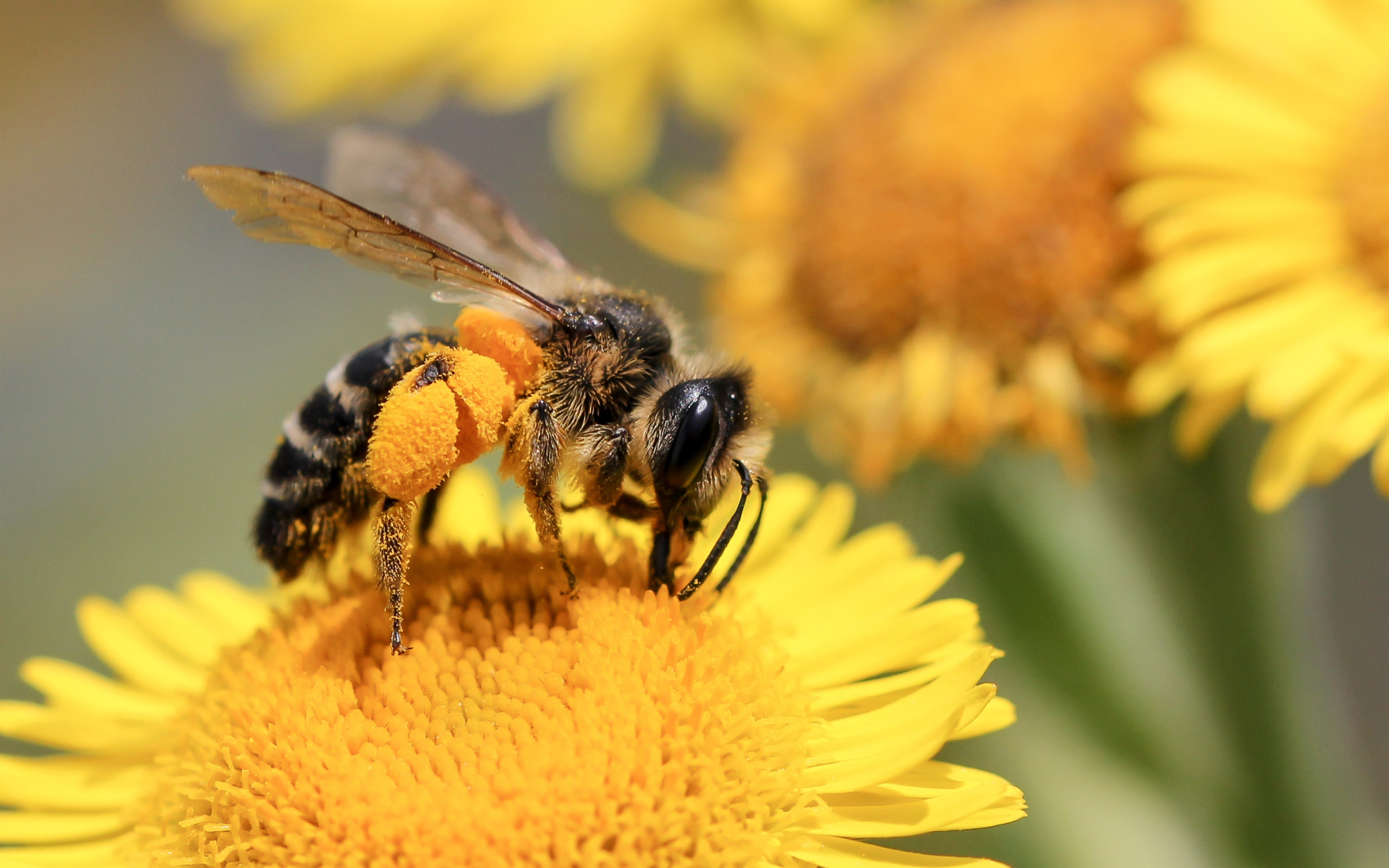 Зникнення бджіл може змінити планету: чим це загрожує