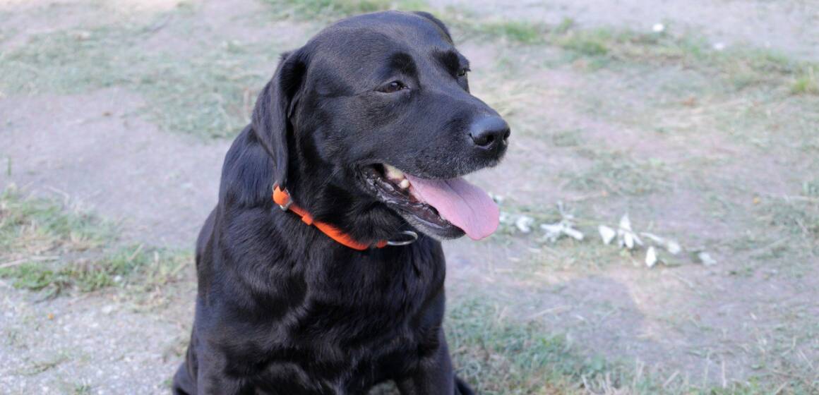 Вінницький пес-рятувальник Норіс виходить на заслужений відпочинок