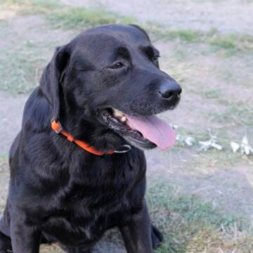 Вінницький пес-рятувальник Норіс виходить на заслужений відпочинок