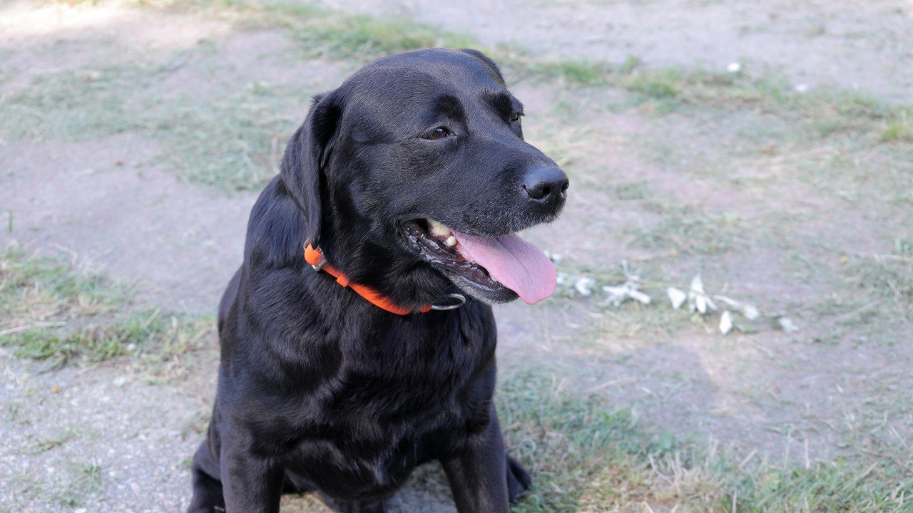 Вінницький пес-рятувальник Норіс виходить на заслужений відпочинок