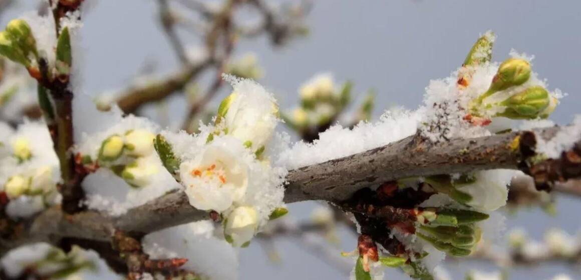 Весняні заморозки на Вінниччині: як погода вплинула на посіви та майбутній урожай