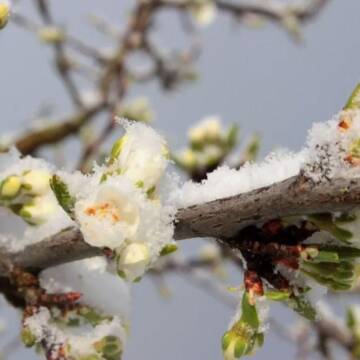 На Вінниччині оголосили помаранчевий рівень небезпеки через заморозки