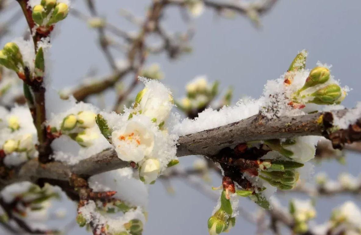 На Вінниччині оголосили помаранчевий рівень небезпеки через заморозки