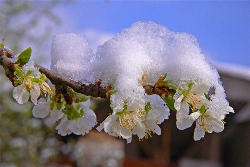 На Вінниччину йдуть заморозки до -5°