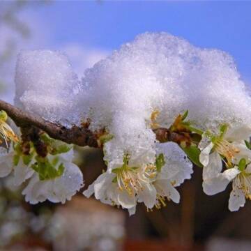 На Вінниччину йдуть заморозки до -5°