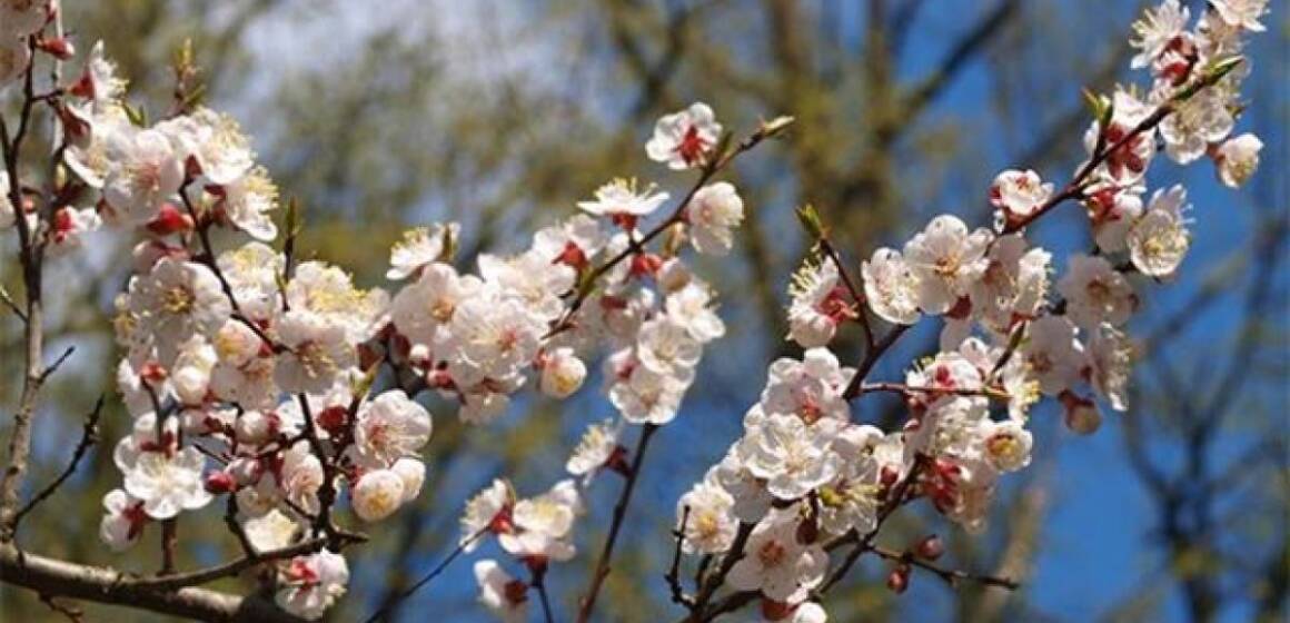 Погода у Вінниці 6 квітня: від нічних заморозків до денних +17°C та дощу