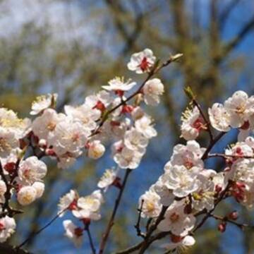 Погода у Вінниці 6 квітня: від нічних заморозків до денних +17°C та дощу