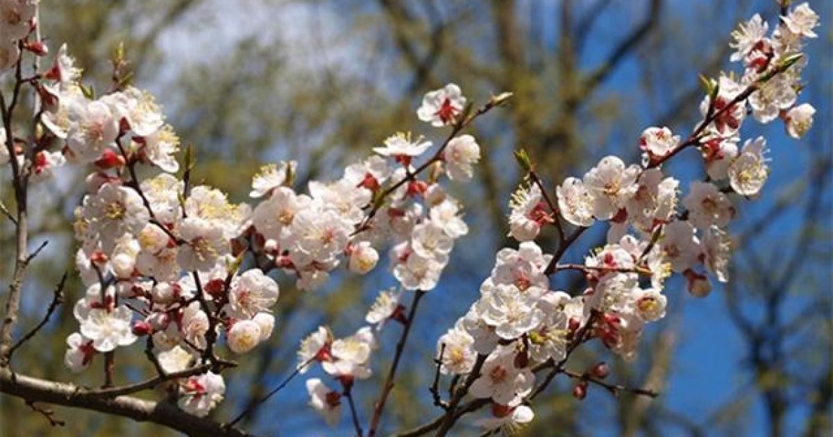 Погода у Вінниці 6 квітня: від нічних заморозків до денних +17°C та дощу