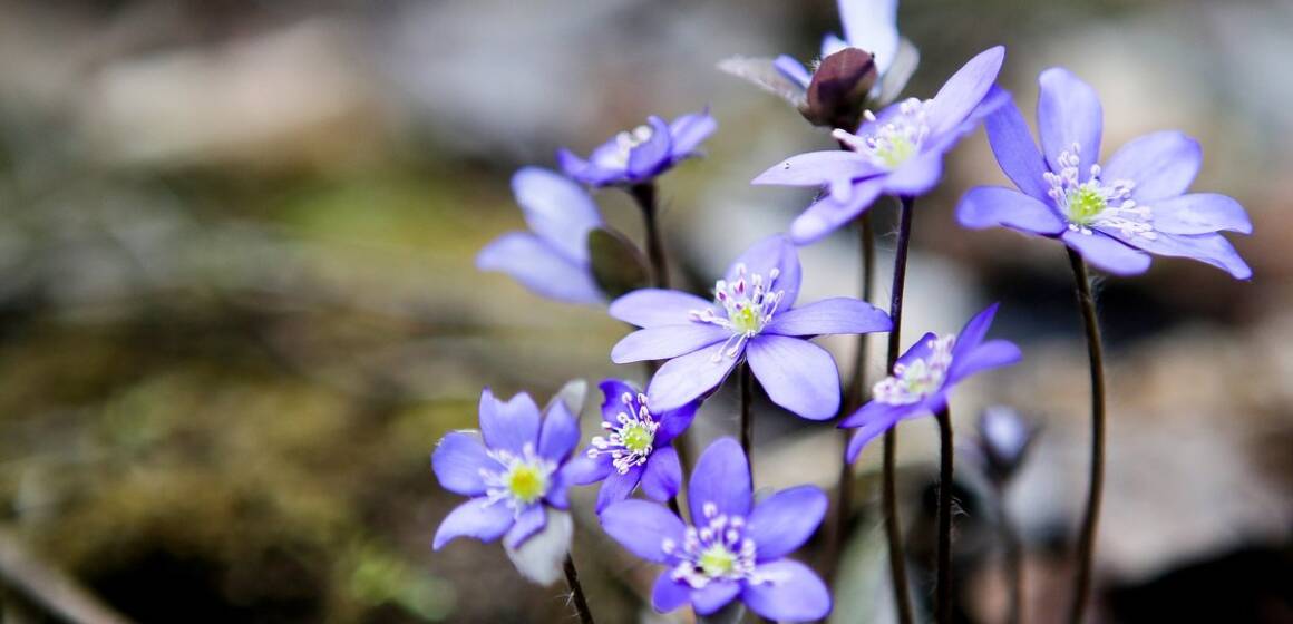 Якою буде погода у Вінниці та області в перший день квітня