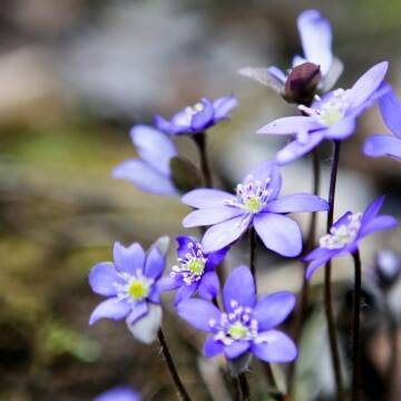 Якою буде погода у Вінниці та області в перший день квітня