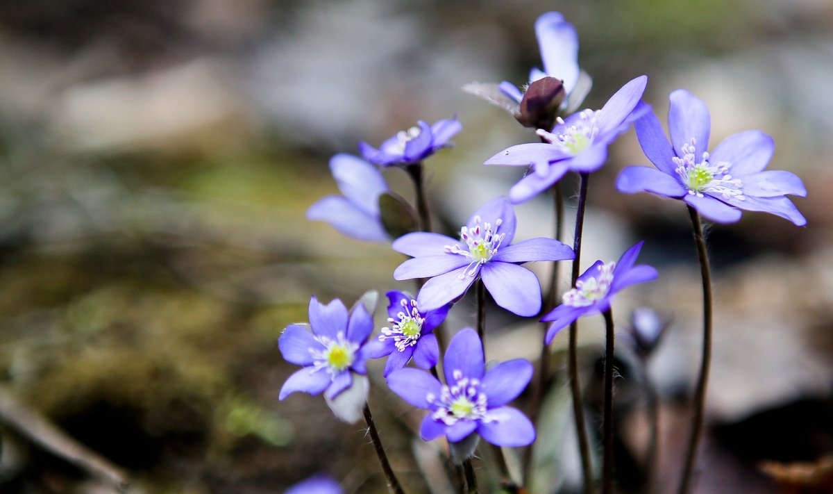 Якою буде погода у Вінниці та області в перший день квітня