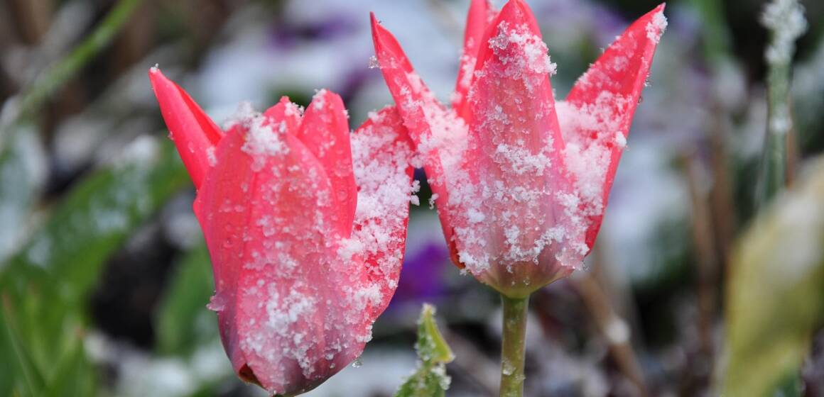 Заморозки у Вінниці та області: оперативне попередження на 22 квітня