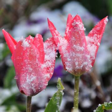 Заморозки у Вінниці та області: оперативне попередження на 22 квітня