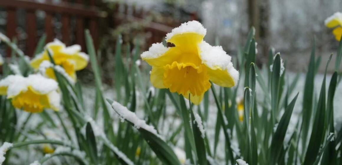 На Вінниччині прогнозують сильні заморозки: оголошено помаранчевий рівень небезпеки