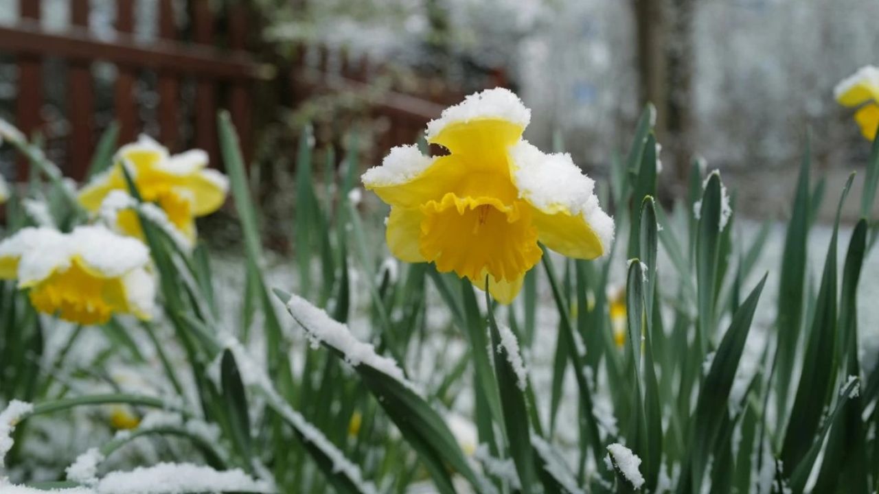 На Вінниччині прогнозують сильні заморозки: оголошено помаранчевий рівень небезпеки