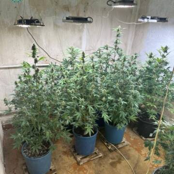 Замість іспитового строку — 6 років тюрми для наркоторговця з Гнівані