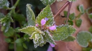 На Вінниччині очікуються заморозки та сильний вітер