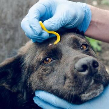 Кліщі нападають: ветеринари пояснили, чому краплі та таблетки не завжди працюють