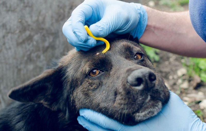 Кліщі нападають: ветеринари пояснили, чому краплі та таблетки не завжди працюють