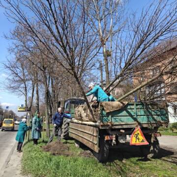 Тюльпанові дерева та липи: як і де озеленюють Вінницю цієї весни