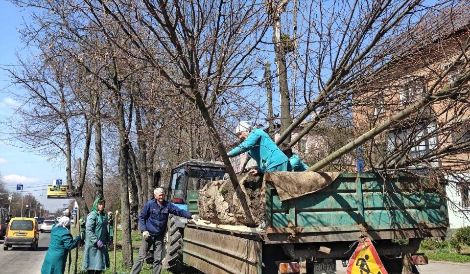 Тюльпанові дерева та липи: як і де озеленюють Вінницю цієї весни