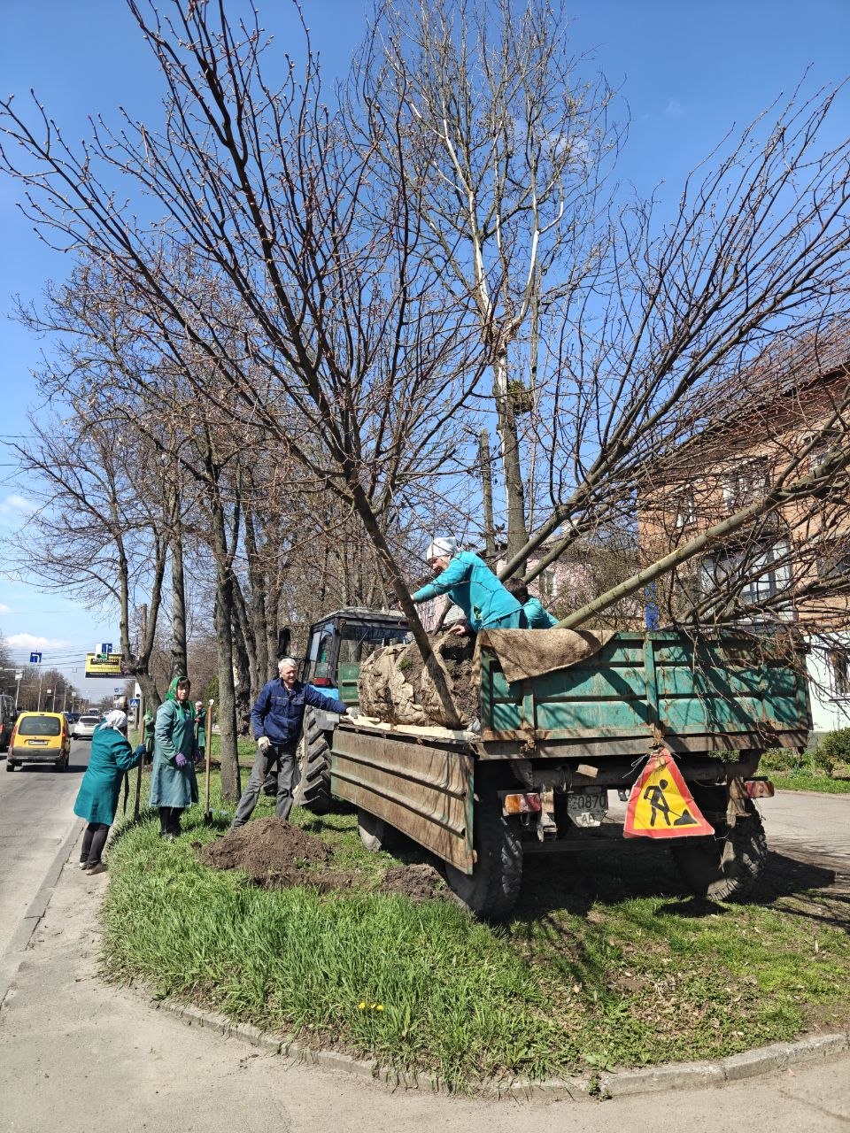 Тюльпанові дерева та липи: як і де озеленюють Вінницю цієї весни