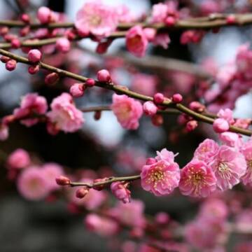 sakura_ume-700x467 Якою буде погода на Вінниччині 16 квітня