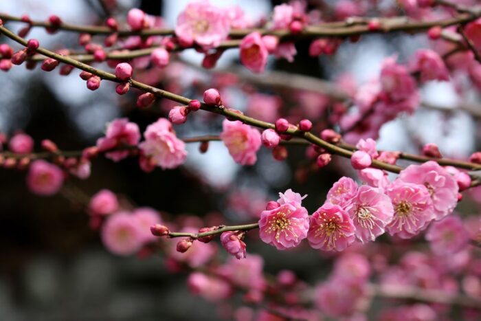 Якою буде погода на Вінниччині 16 квітня