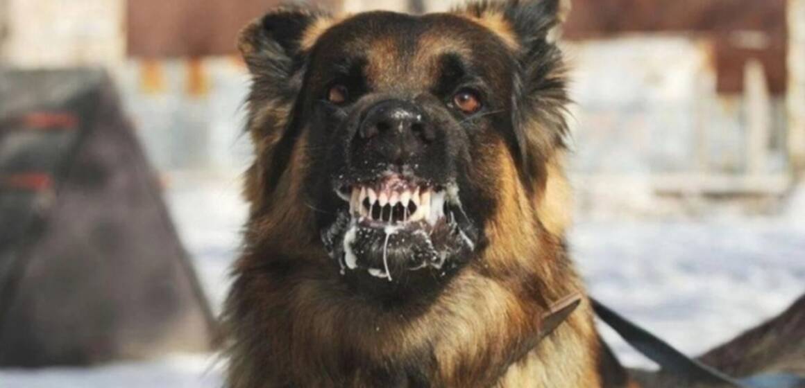 Ситуація зі сказом на Вінниччині загострюється: кількість звернень за місяць зросла на чверть