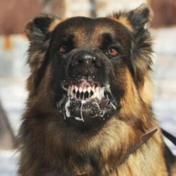 Ситуація зі сказом на Вінниччині загострюється: кількість звернень за місяць зросла на чверть