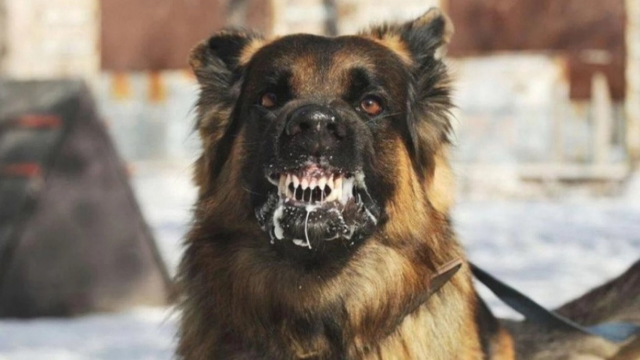 Ситуація зі сказом на Вінниччині загострюється: кількість звернень за місяць зросла на чверть