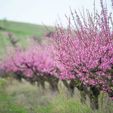 Як виростити персиковий сад та захистити дерева від примх погоди