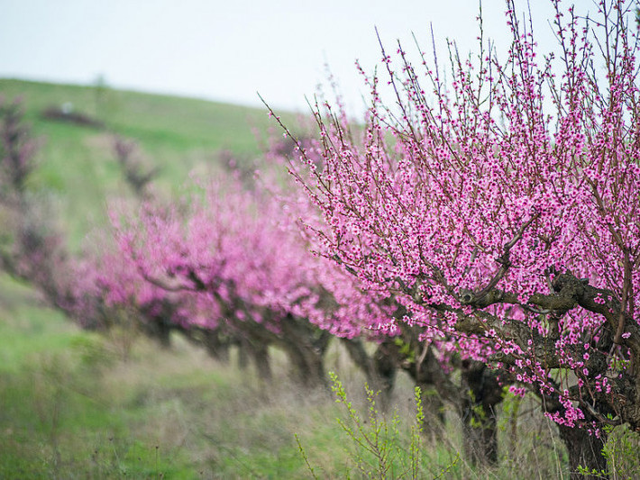 Як виростити персиковий сад та захистити дерева від примх погоди
