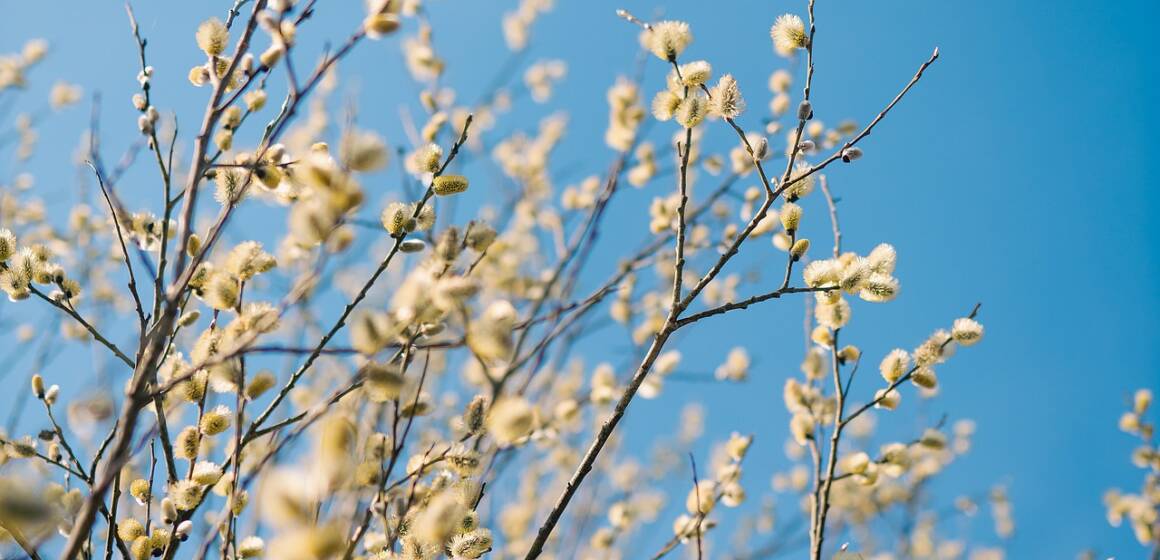 Мінлива хмарність без опадів: погода на Вінниччині 14 квітня