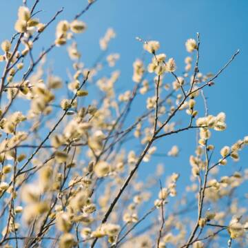 tree-7619534_1280 Мінлива хмарність без опадів: погода на Вінниччині 14 квітня