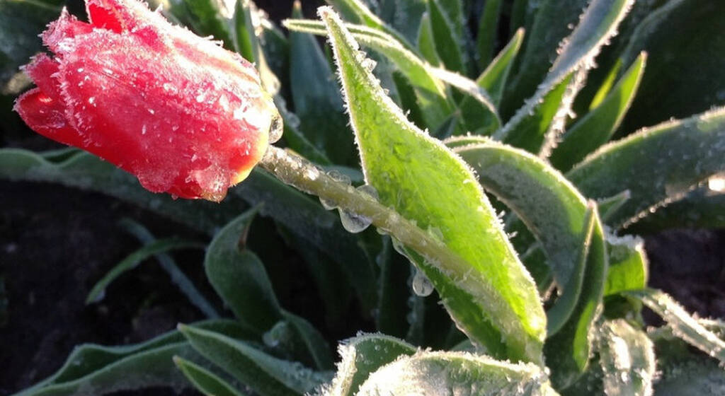 Повернення холодів: Вінницю та область накриють дощі та сильні заморозки