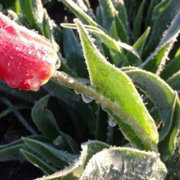 Повернення холодів: Вінницю та область накриють дощі та сильні заморозки