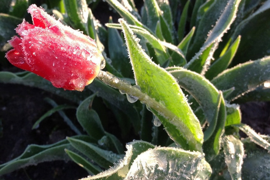 Повернення холодів: Вінницю та область накриють дощі та сильні заморозки