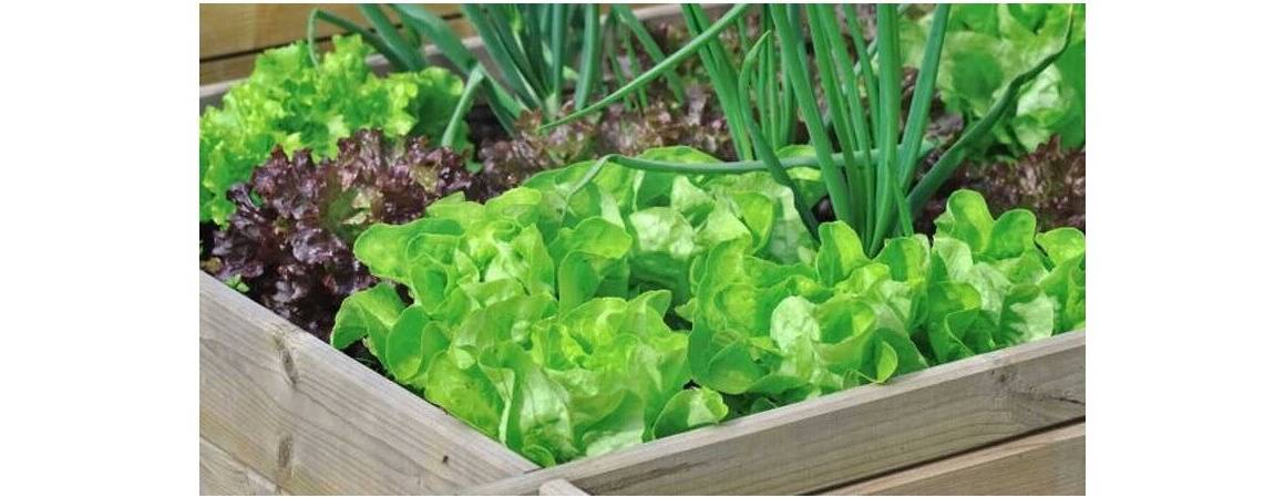 Весняна зелень: які рослини варто додати до раціону для зміцнення імунітету