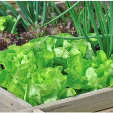 Весняна зелень: які рослини варто додати до раціону для зміцнення імунітету