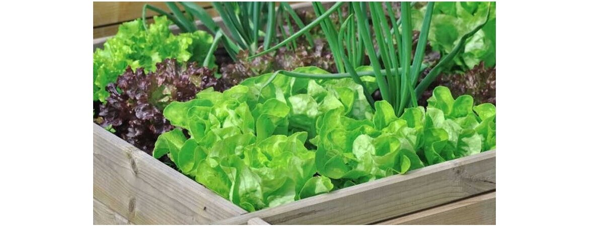 Весняна зелень: які рослини варто додати до раціону для зміцнення імунітету