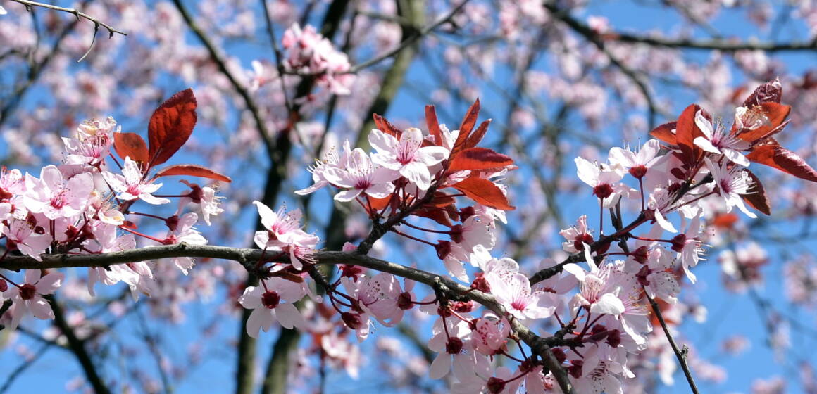 Весняний дощ та до +18°: погода на Вінниччині 17 квітня