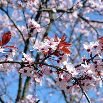 Весняний дощ та до +18°: погода на Вінниччині 17 квітня