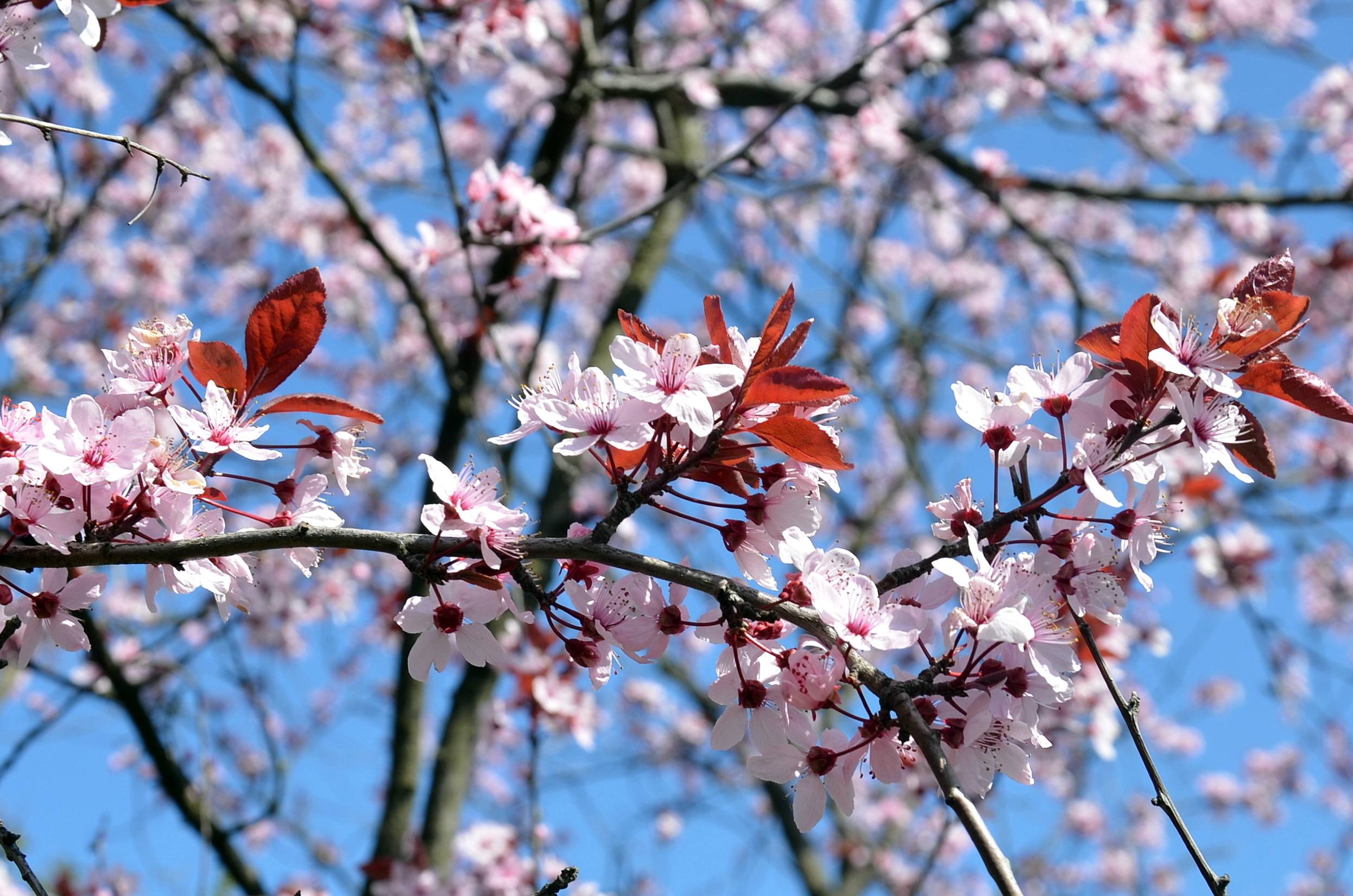 Весняний дощ та до +18°: погода на Вінниччині 17 квітня